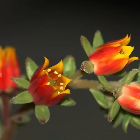 Haus Gabriela איטר